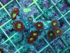 画像1: No.4 Magician zoa　　【人気No.1】 (1)