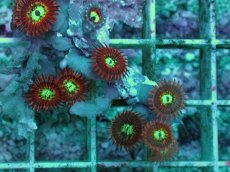 画像2: No.4 Magician zoa　　【人気No.1】 (2)