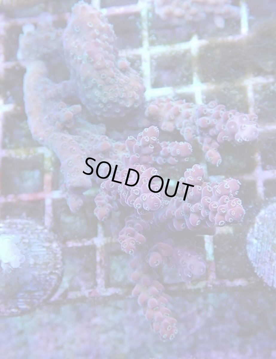 画像1: No.1 オーストラリア産 チェリーブロッサム (1)