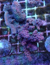 画像1: No.1 オーストラリア産 チェリーブロッサム (1)