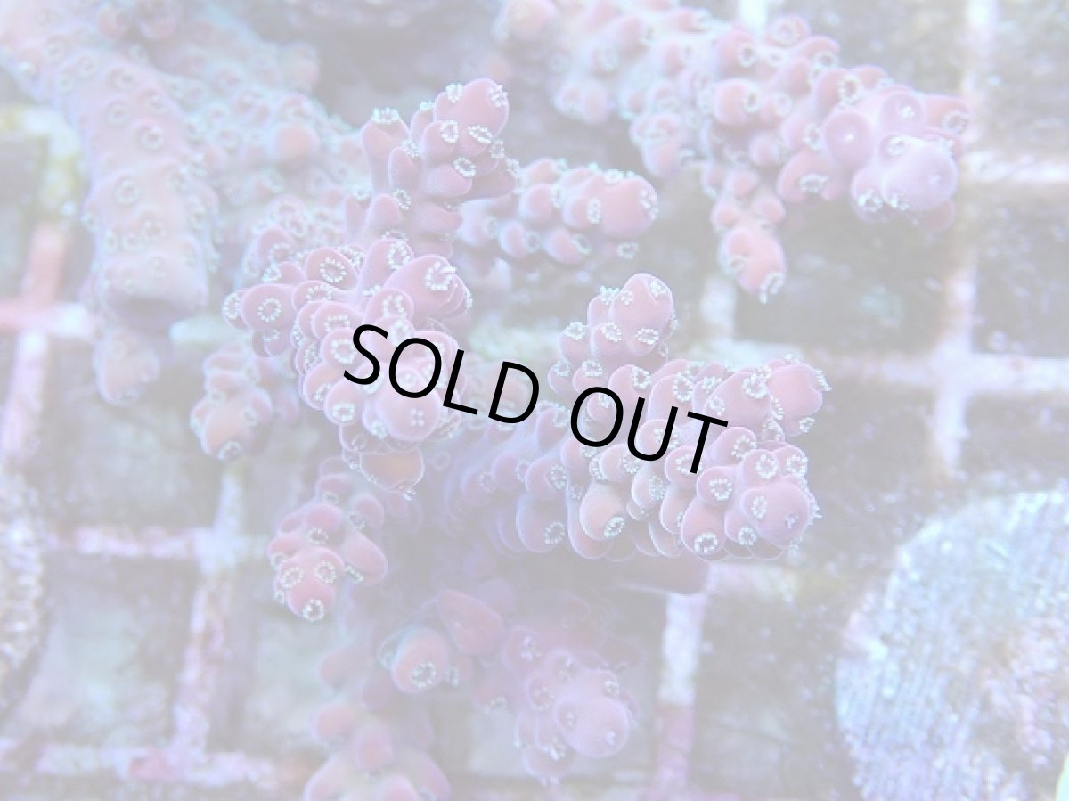 画像2: No.1 オーストラリア産 チェリーブロッサム (2)