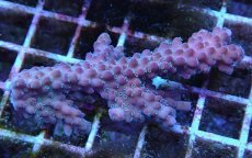 画像1: No.2 オーストラリア産 チェリーブロッサム (1)