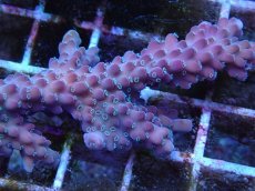 画像2: No.2 オーストラリア産 チェリーブロッサム (2)