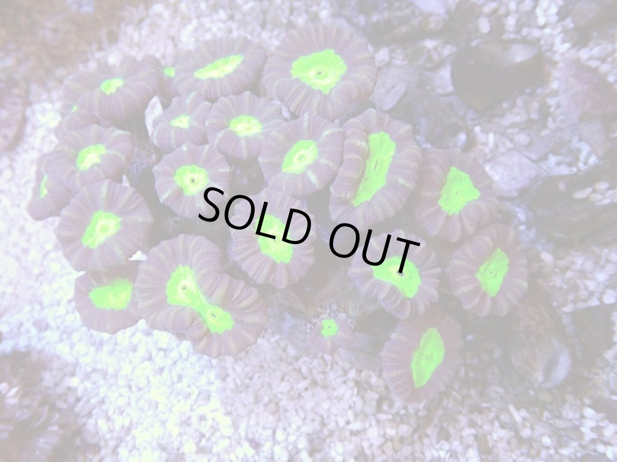 画像1: No.10 フィジー産 ネジレタバネサンゴ　ツートン (1)