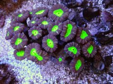 画像1: No.10 フィジー産 ネジレタバネサンゴ　ツートン (1)