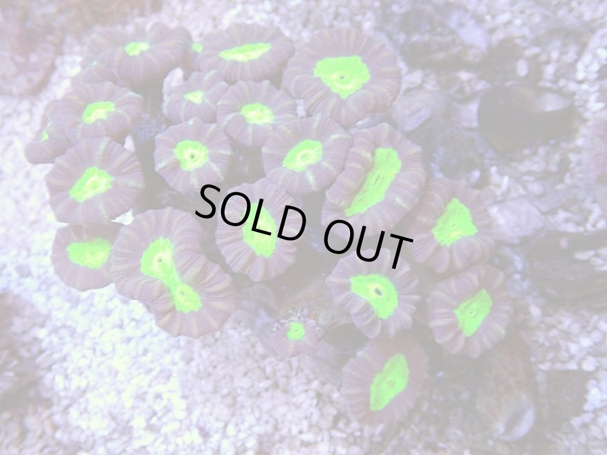 画像2: No.10 フィジー産 ネジレタバネサンゴ　ツートン (2)