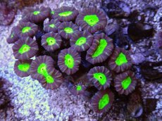 画像2: No.10 フィジー産 ネジレタバネサンゴ　ツートン (2)