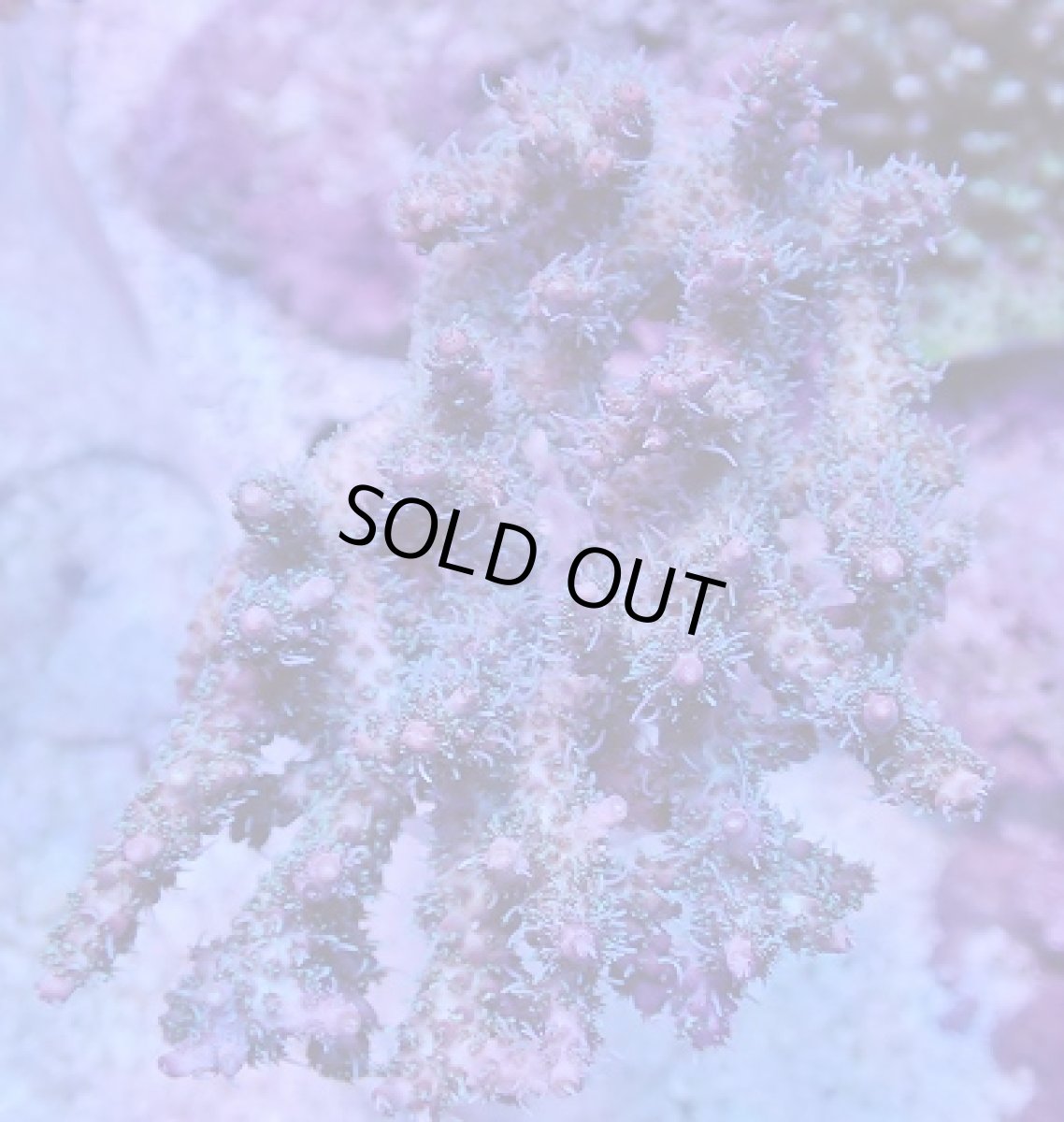 画像1: No.1 オーストラリア産 コンフェッティ　　【人気No.1】 (1)