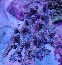 画像1: No.1 オーストラリア産 コンフェッティ　　【人気No.1】 (1)