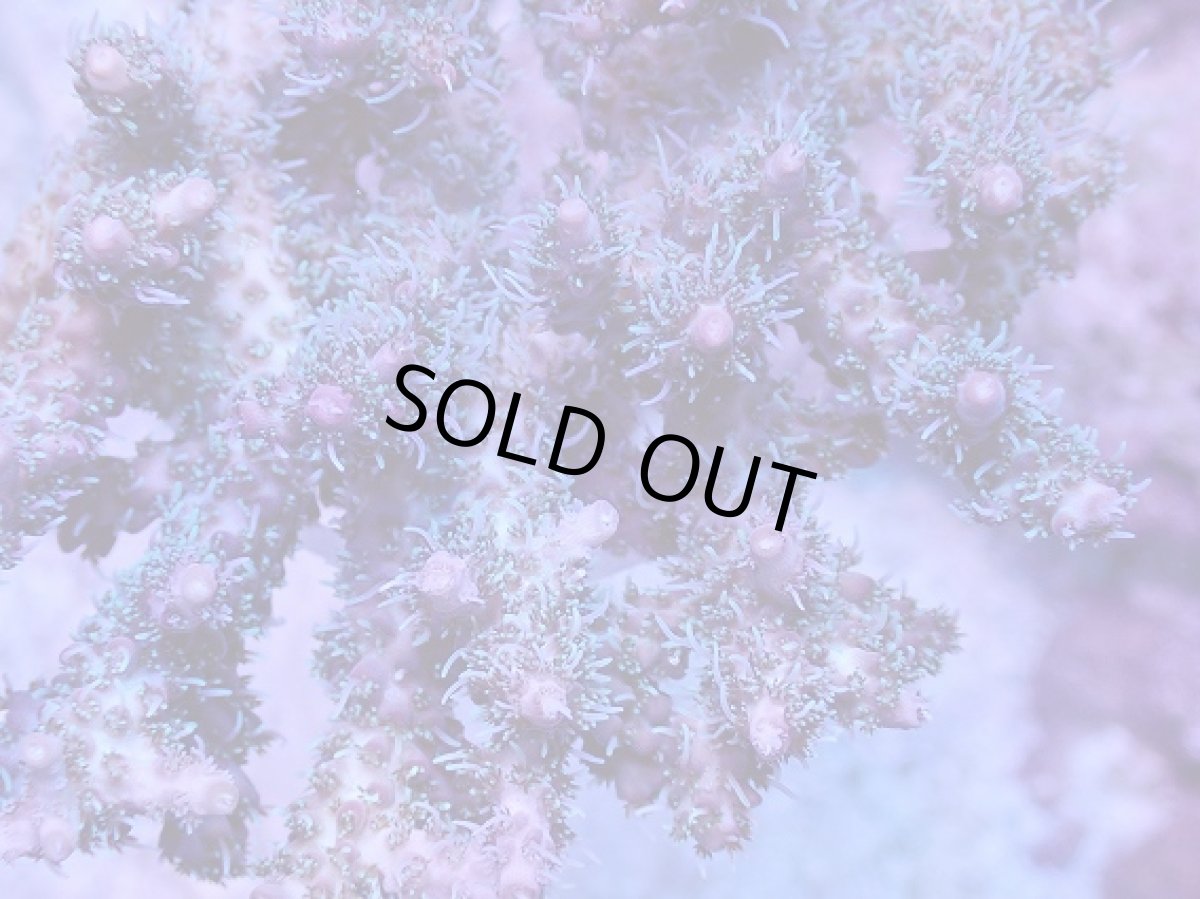 画像2: No.1 オーストラリア産 コンフェッティ　　【人気No.1】 (2)