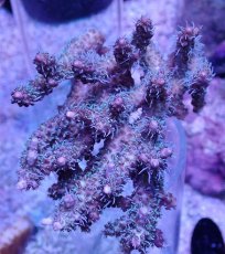 画像1: No.2 オーストラリア産 コンフェッティ　　【人気No.1】 (1)