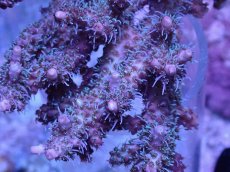 画像2: No.2 オーストラリア産 コンフェッティ　　【人気No.1】 (2)