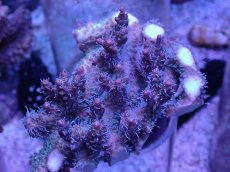 画像1: No.3 オーストラリア産 コンフェッティ　　【人気No.1】 (1)