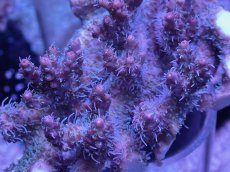 画像2: No.3 オーストラリア産 コンフェッティ　　【人気No.1】 (2)