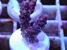 画像1: No.4 オーストラリア産 コンフェッティ　　【毎度大人気のミニサイズ！】 (1)