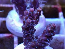 画像2: No.4 オーストラリア産 コンフェッティ　　【毎度大人気のミニサイズ！】 (2)