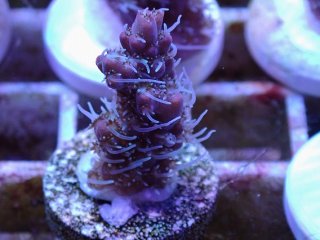 ライブロック ミックスザイズ を買うならアクアスタイルユー 海水魚