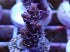 画像2: No.5 オーストラリア産 コンフェッティ　　【毎度大人気のミニサイズ！】 (2)