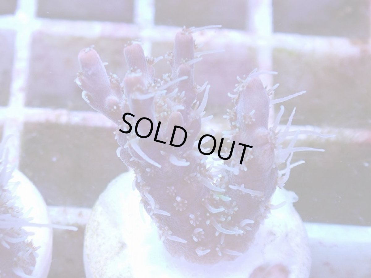 画像1: No.6 オーストラリア産 コンフェッティ　　【毎度大人気のミニサイズ！】 (1)