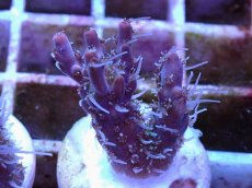 画像1: No.6 オーストラリア産 コンフェッティ　　【毎度大人気のミニサイズ！】 (1)