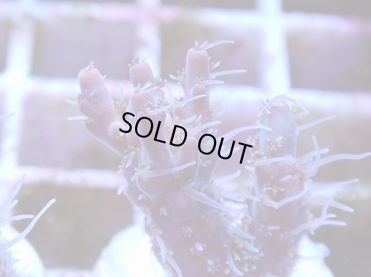 画像2: No.6 オーストラリア産 コンフェッティ　　【毎度大人気のミニサイズ！】 (2)