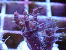 画像2: No.6 オーストラリア産 コンフェッティ　　【毎度大人気のミニサイズ！】 (2)