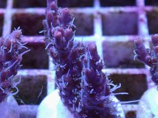 画像1: No.7 オーストラリア産 コンフェッティ　　【毎度大人気のミニサイズ！】 (1)