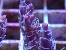 画像2: No.7 オーストラリア産 コンフェッティ　　【毎度大人気のミニサイズ！】 (2)