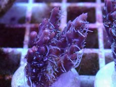 画像1: No.8 オーストラリア産 コンフェッティ　　【毎度大人気のミニサイズ！】 (1)