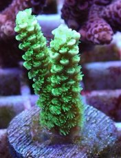 画像1: No.9 バーミキュラータ　　【毎度大人気のミニサイズ！】 (1)