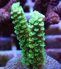 画像2: No.9 バーミキュラータ　　【毎度大人気のミニサイズ！】 (2)