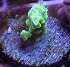 画像1: No.10 バーミキュラータ　　【毎度大人気のミニサイズ！】 (1)