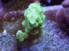 画像2: No.10 バーミキュラータ　　【毎度大人気のミニサイズ！】 (2)