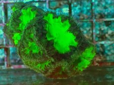 画像1: No.21 オオタバサンゴ ツートン (1)