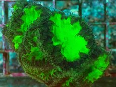 画像2: No.21 オオタバサンゴ ツートン (2)