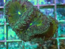 画像2: No.22 オオタバサンゴ ツートン (2)