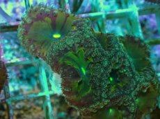 画像2: No.23 オオタバサンゴ ツートン (2)