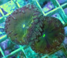 画像1: No.24 オオタバサンゴ ツートン (1)