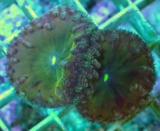 画像2: No.24 オオタバサンゴ ツートン (2)