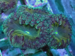 No.8 カクオオトゲキクメイシを買うならアクアスタイルユー 大阪の