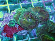 画像2: No.26 オオタバサンゴ ツートン (2)