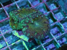 画像1: No.27 オオタバサンゴ ツートン (1)