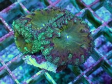 画像2: No.27 オオタバサンゴ ツートン (2)