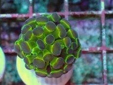 画像1: No.28 オオタバサンゴ ツートン　　【人気No.1】 (1)