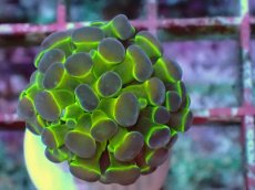 画像2: No.28 オオタバサンゴ ツートン　　【人気No.1】 (2)