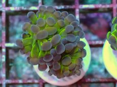 画像1: No.4 ナガレハナサンゴ ホログラム Hologram　　【人気No.1】 (1)