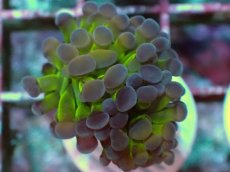 画像2: No.4 ナガレハナサンゴ ホログラム Hologram　　【人気No.1】 (2)