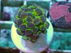 画像1: No.5 ナガレハナサンゴ ホログラム Hologram　　【人気No.1】 (1)