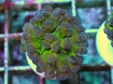 画像1: No.6 ナガレハナサンゴ ホログラム Hologram　　【人気No.1】 (1)