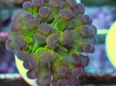 画像2: No.6 ナガレハナサンゴ ホログラム Hologram　　【人気No.1】 (2)